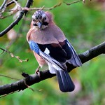 Greenwich Park Jay 1