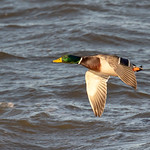 Drake Mallard