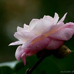 Keep on going, and the chances are that you will stumble on something, perhaps when you are least expecting it....