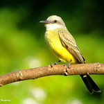 Tyrano Tropical / "Tyrannus melancholicus"