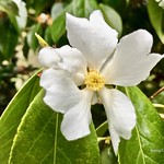 Camelia Yushienensis.