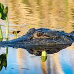 American Alligator DSC_0669