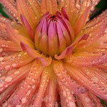Dahlias in the rain