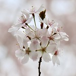 Spring - Fr&uuml;hling