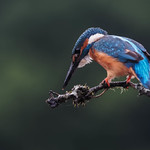Kingfisher - Ready for Action!