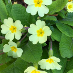 Pretty primrose