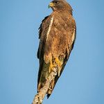 Swainson's Hawk (Buteo swainsoni)