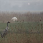 Common crane Grus grus ( Misty Morning )