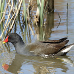 Moorhen