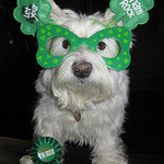 3/12A ~ Riley's Irish Blessing for You!