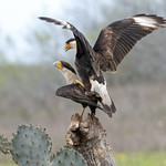 Crested Caracara