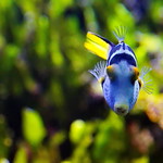 Sattel-Spitzkopfkugelfisch (Canthigaster valentini)