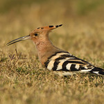 Eurasian Hoopoe