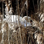 sitting on eggs already 20.3.19