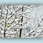 Spring got lost somewhere.