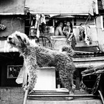 Guard Dog - Manila, Philippines