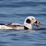 Long-tailed duck (lifer) Clangula hyemalis