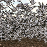 Snow Geese