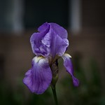 First Iris of Spring