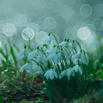 Snowdrops..