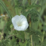 White morning glory, Ipomoea lacunosa