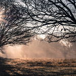 Richmond Park 6