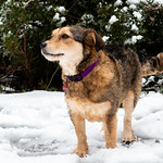 Milou the fearless dog