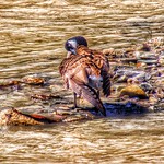 Toronto Ontario Canada ~ High Park ~ Largest Park In Toronto