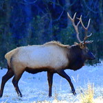 Boxley Valley Elk on a Frosty Morn - Northwest Arkansas