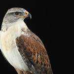 Ferruginous Hawk - Buteo regalis