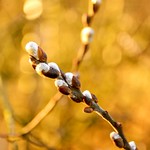 Spring is Coming!! Just Look at the White Furry Catkins