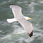 Seagull