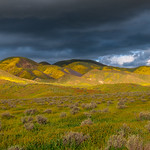 God Spilled Buckets of Paint! Carrizo Plain Temblor Range National Monument Wildflowers Superbloom Elliot McGucken Fine Art Landscape Photography! California Spring Wild Flower Super Bloom! Nikon D850 & AF-S NIKKOR 28-300mm f/3.5-5.6G ED VR from Nikon!