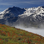 Summer Wildflowers And Mt. Saint Helens