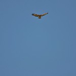 20170722-DSC_0113 (2)