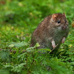 Brown Rat [Rattus norvegicus]