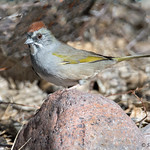 Towhee_Green-tailed_123_2581