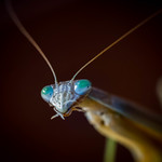 Praying Mantis