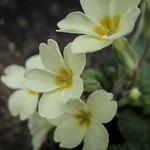 Pretty Primroses