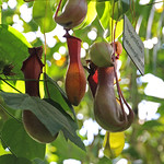 Kannenpflanze IMG_5577