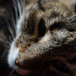 Tigger's Rest After Dinner