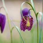 Au coeur de la fritilaire