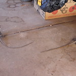 Agamidae>Gowidon longirostris Long-nosed Dragon IMG2315