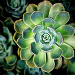 97/118 Leaf / leaves (EXPLORED)