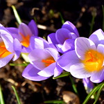 Amersham Crocus Out - First Day!