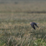 Merlin making a break for it...