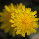 Blooming Dandelions