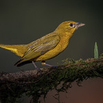 Summer tanager (female)