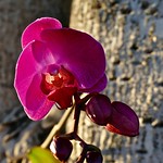 Orchid