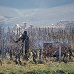 The work of the vineyard in winter